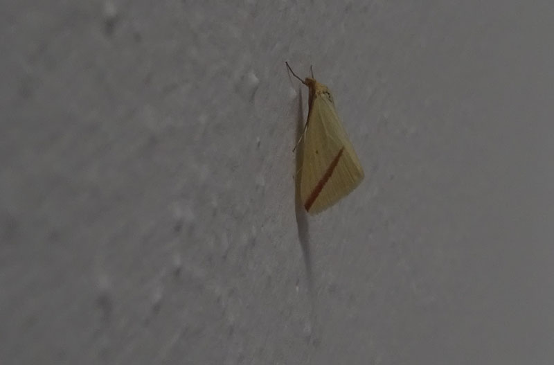 Rhodometra sacraria - Geometridae